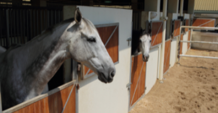 QQI Level 6 Equestrian Stable Manager Traineeship